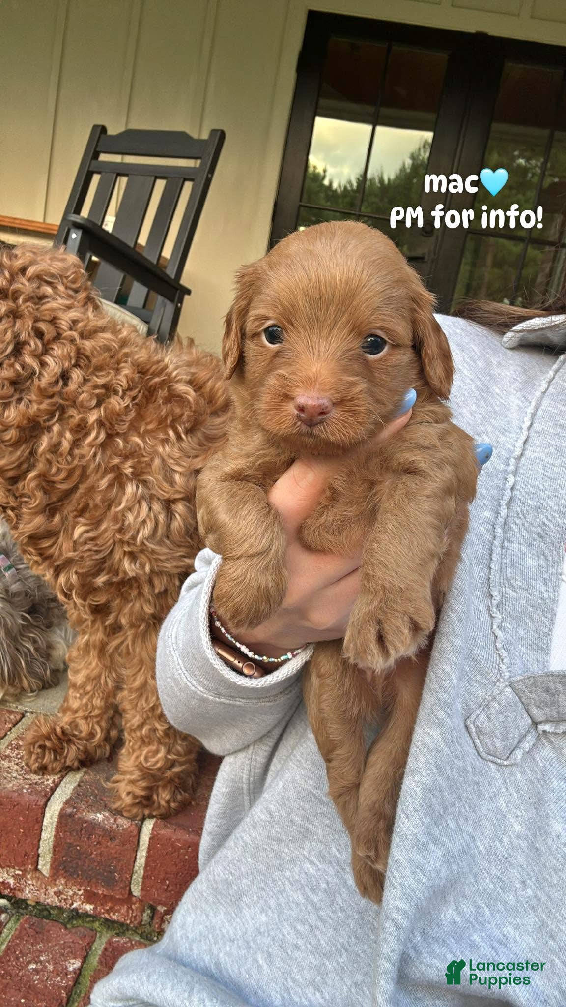 Mini Aussiedoodle dogs Mac - Ad 1