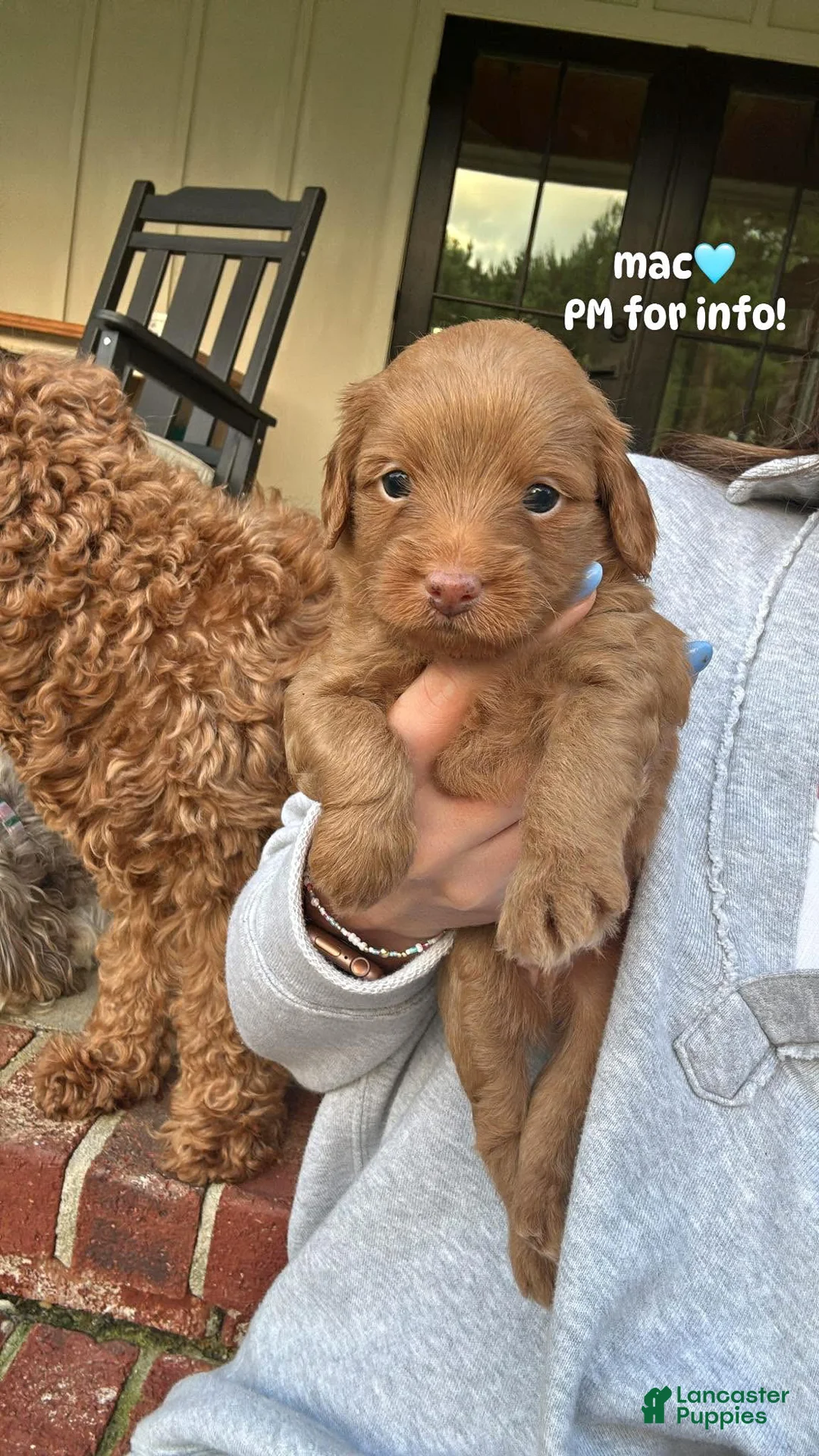 Mini Aussiedoodle dogs for sale: Mac - Ad 1