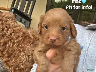 Mini Aussiedoodle dogs for sale: Mac - Ad 1