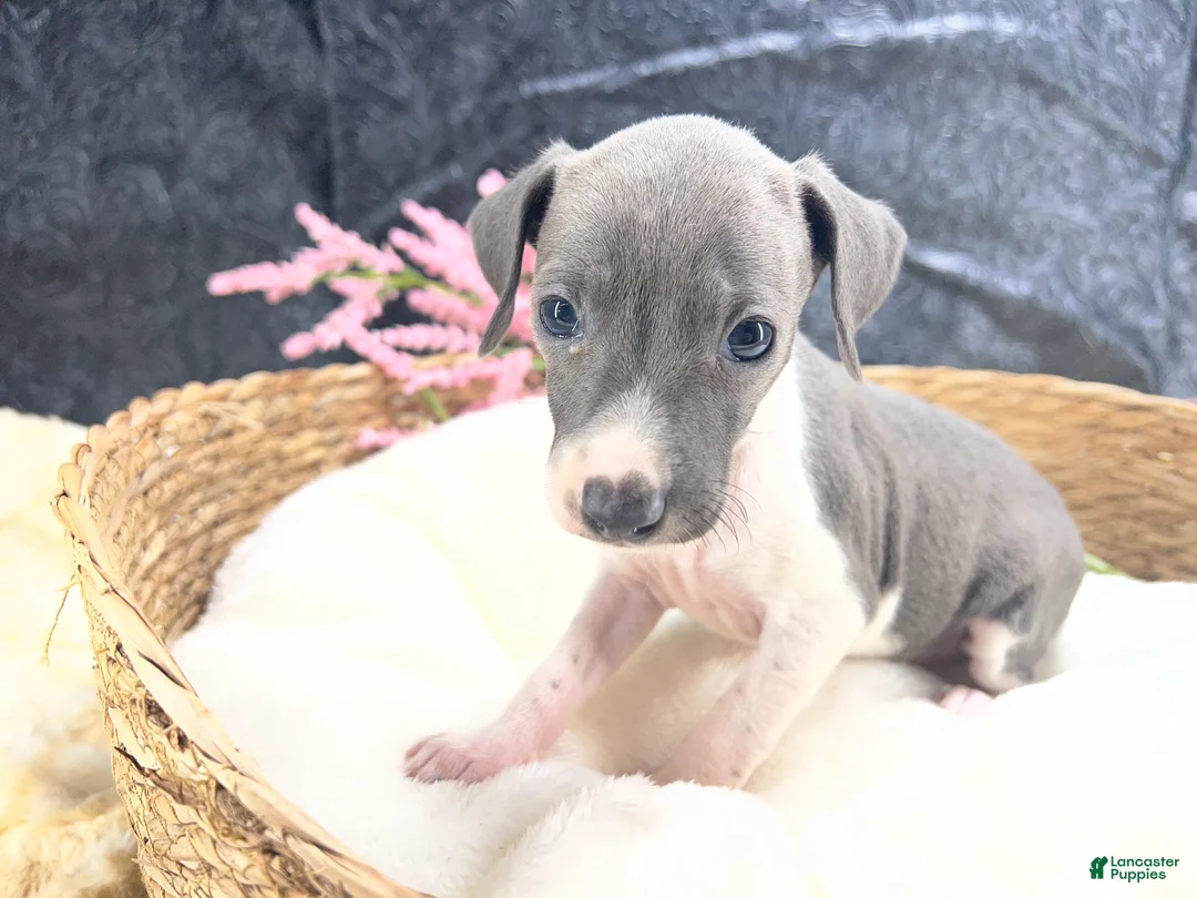 Italian Greyhound dogs for sale: Italian Greyhound 4 - Ad 7
