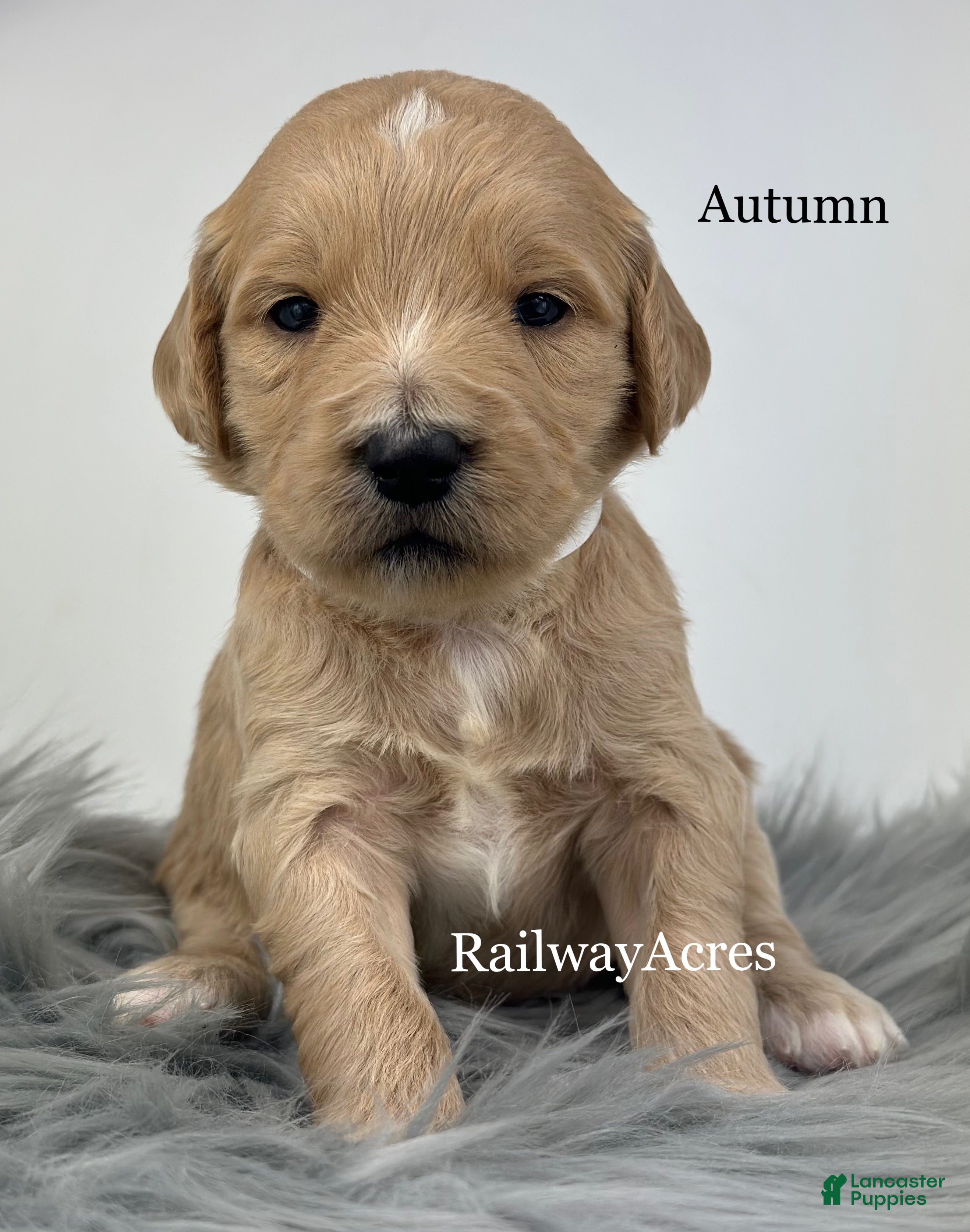 Goldendoodle dogs for sale: Autumn - Ad 6