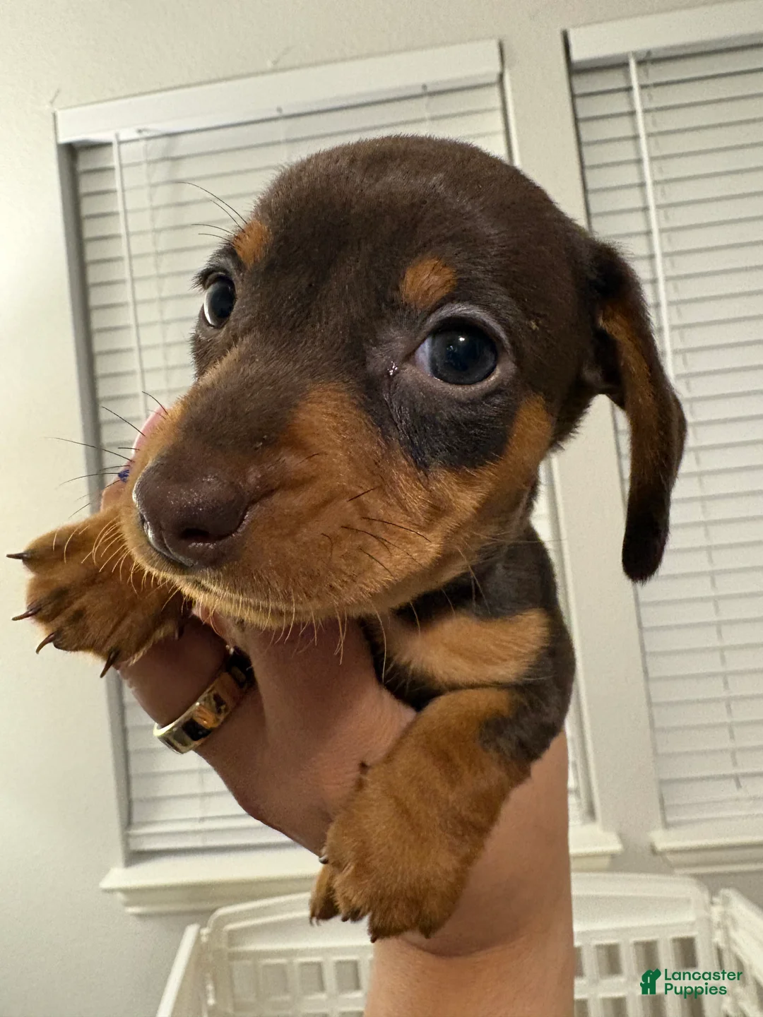 Miniature Dachshund dogs for sale: Miniature Dachshund Puppy 6 - Ad 1