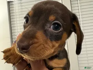 Miniature Dachshund dogs Miniature Dachshund Puppy 6 - Ad 6