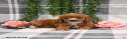 Cockapoo dogs for sale: Kara - Ad 3