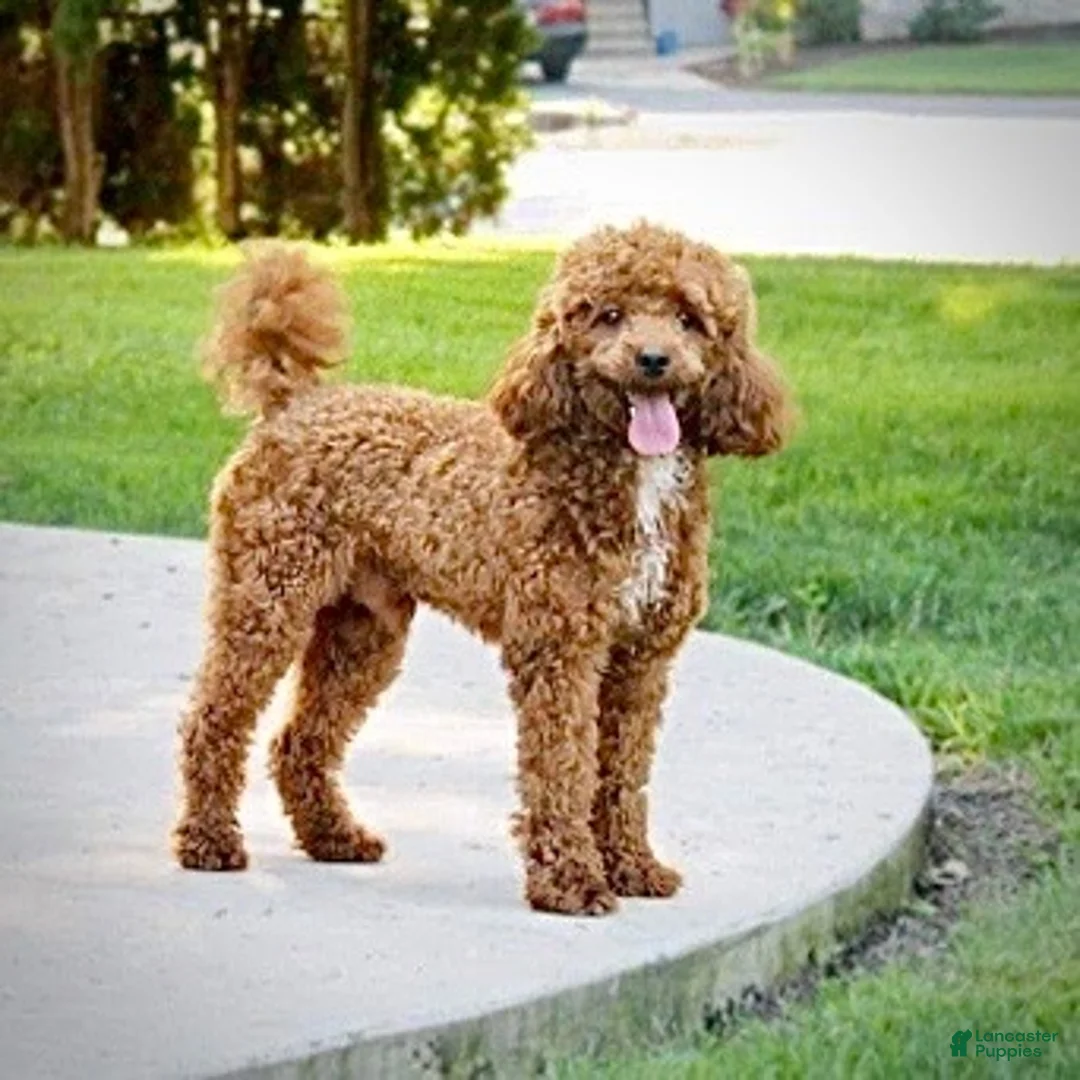 Mini Goldendoodle dogs for sale: Axel - Ad 8
