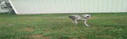 Great Dane dogs for sale: Karter - Ad 4