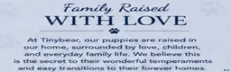 French Bulldog dogs for sale: Garth - Ad 7