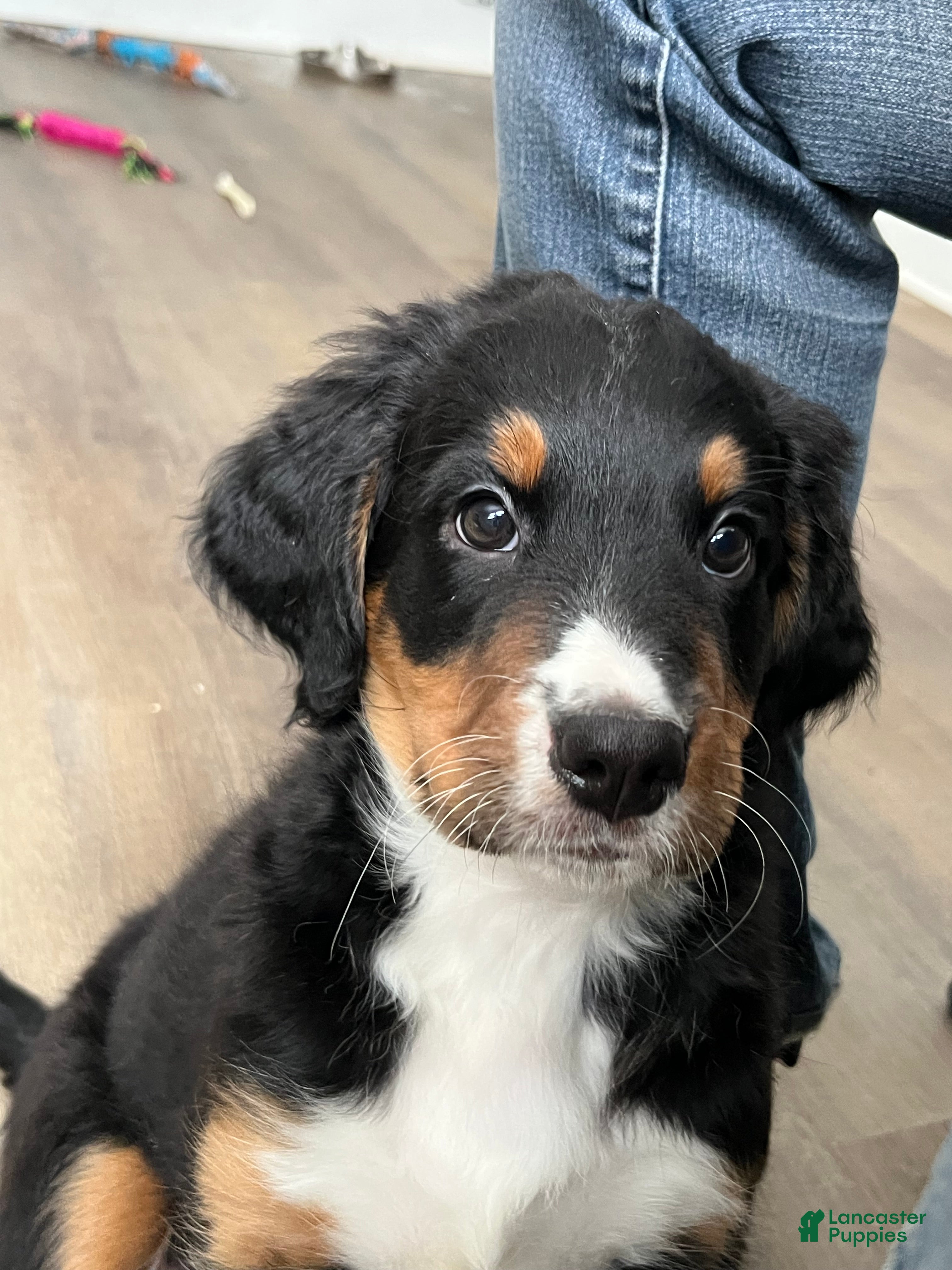 Bernedoodle dogs Romeo  - Ad 1