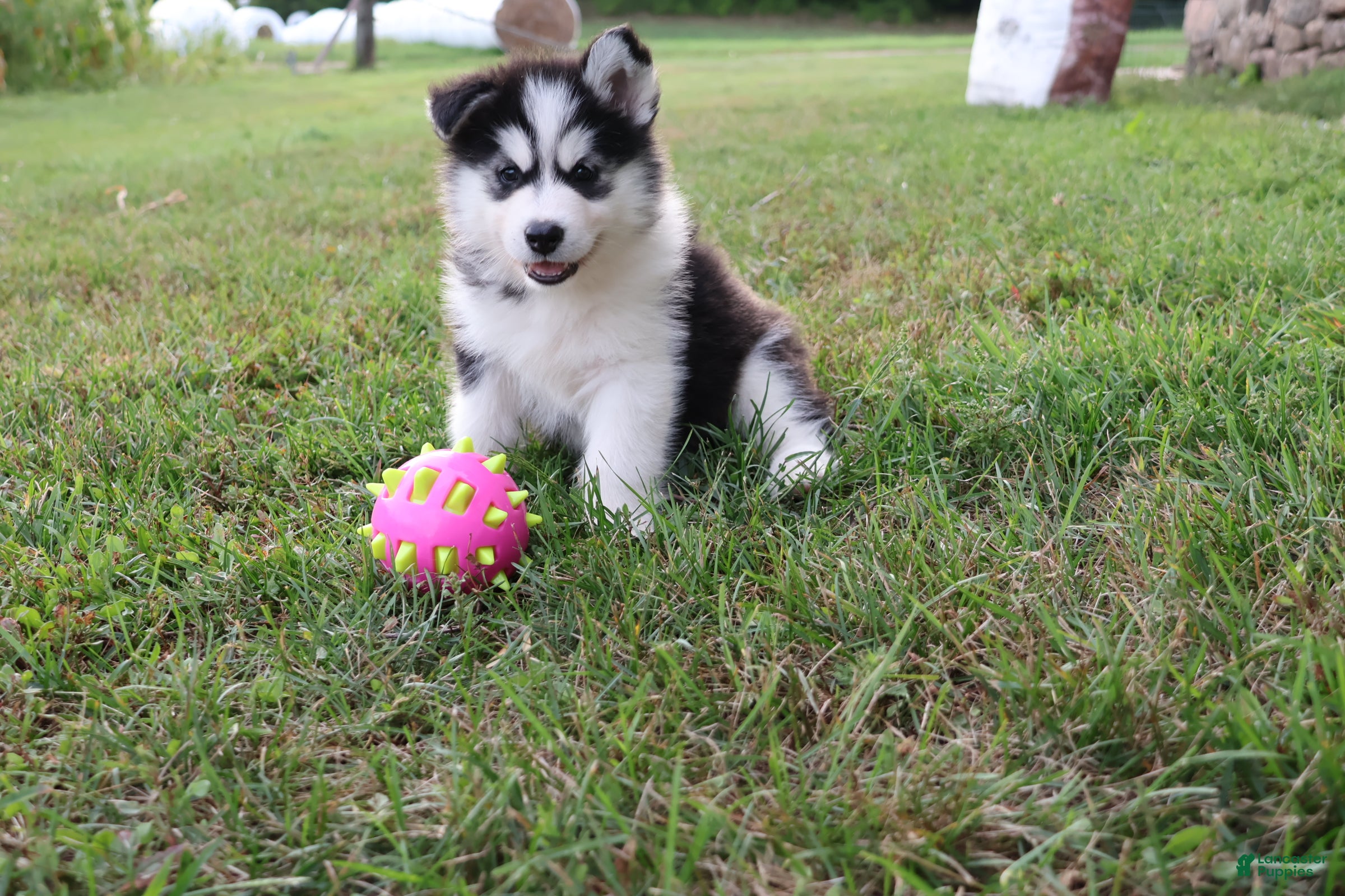 Alaskan Malamute dogs Cascade - Ad 2