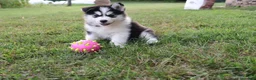 Alaskan Malamute dogs for sale: Cascade - Ad 4