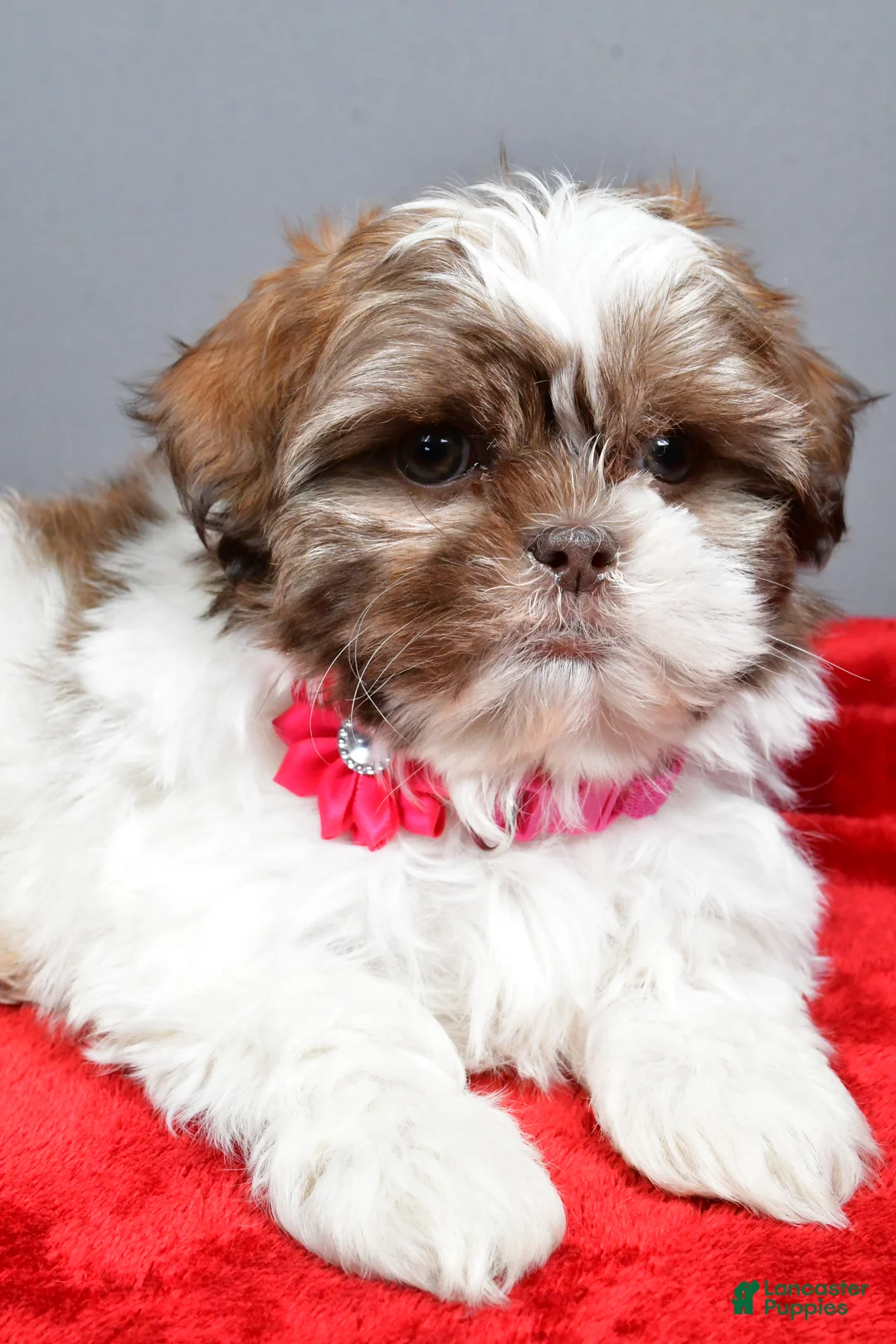 Shih Tzu dogs for sale: April - Ad 4