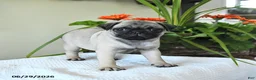 Pug dogs for sale: Tina - Ad 3
