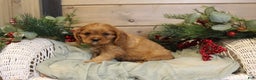 Cavalier King Charles Spaniel dogs for sale: Nicholas - Ad 3