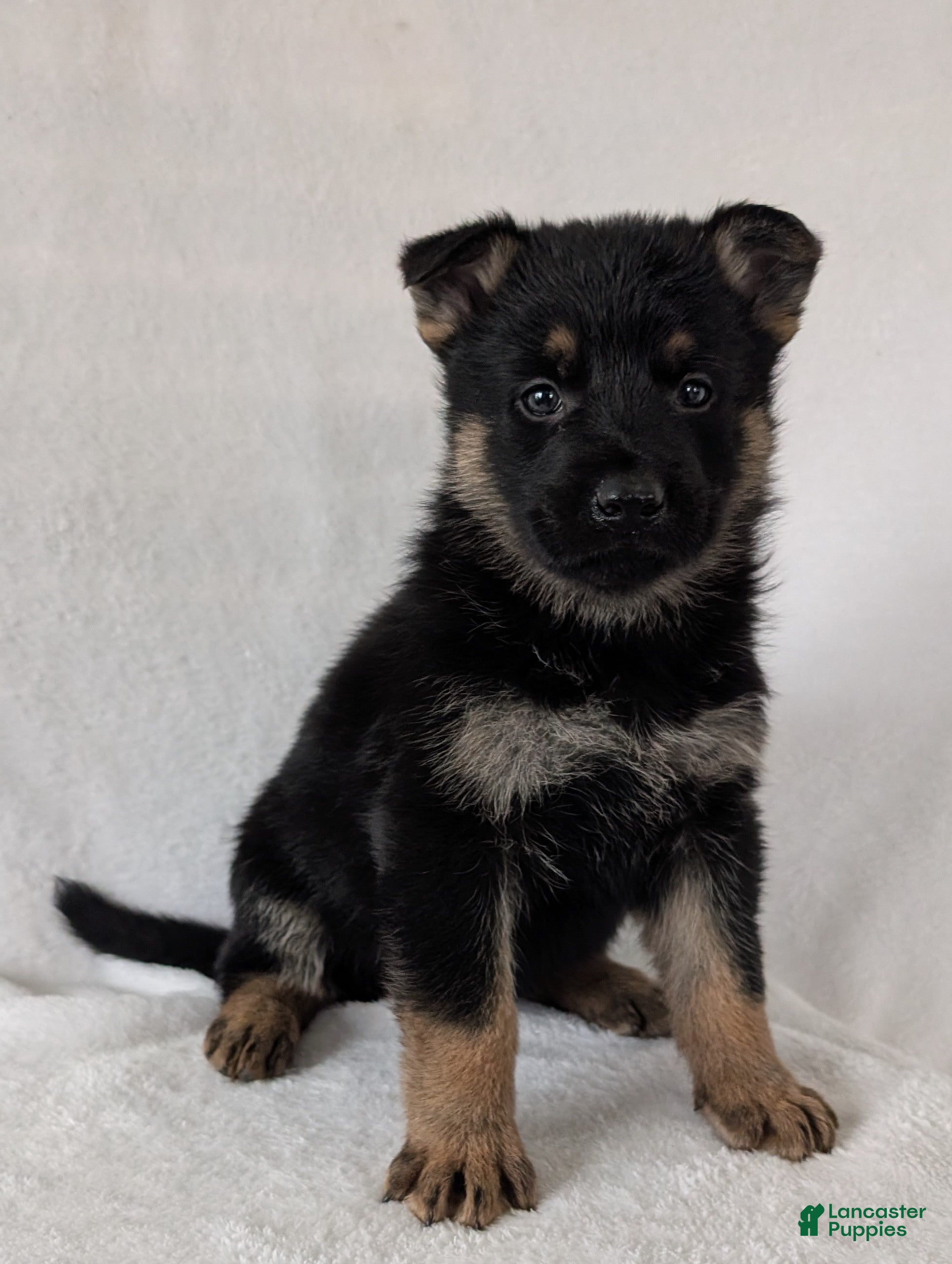 German Shepherd dogs Fancy  - Ad 2