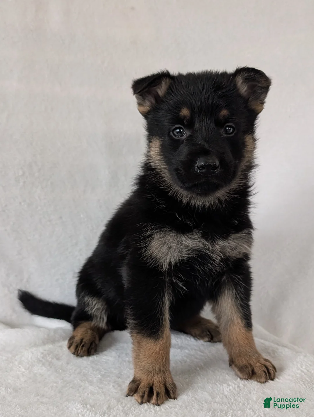 German Shepherd dogs for sale: Fancy  - Ad 2