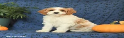 Cavapoo dogs for sale: Chip - Ad 5