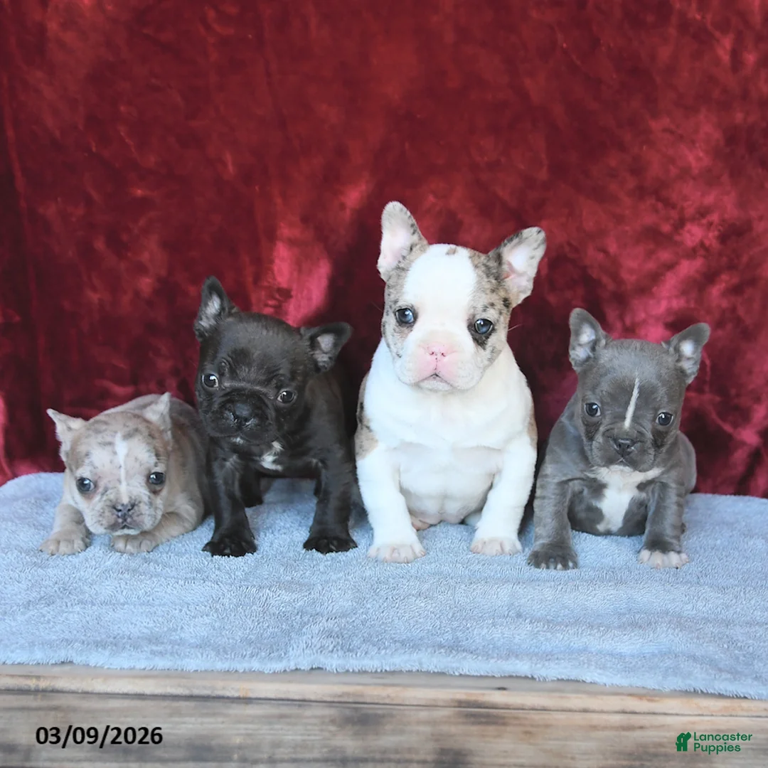Frenchton dogs for sale: Hope - Ad 5