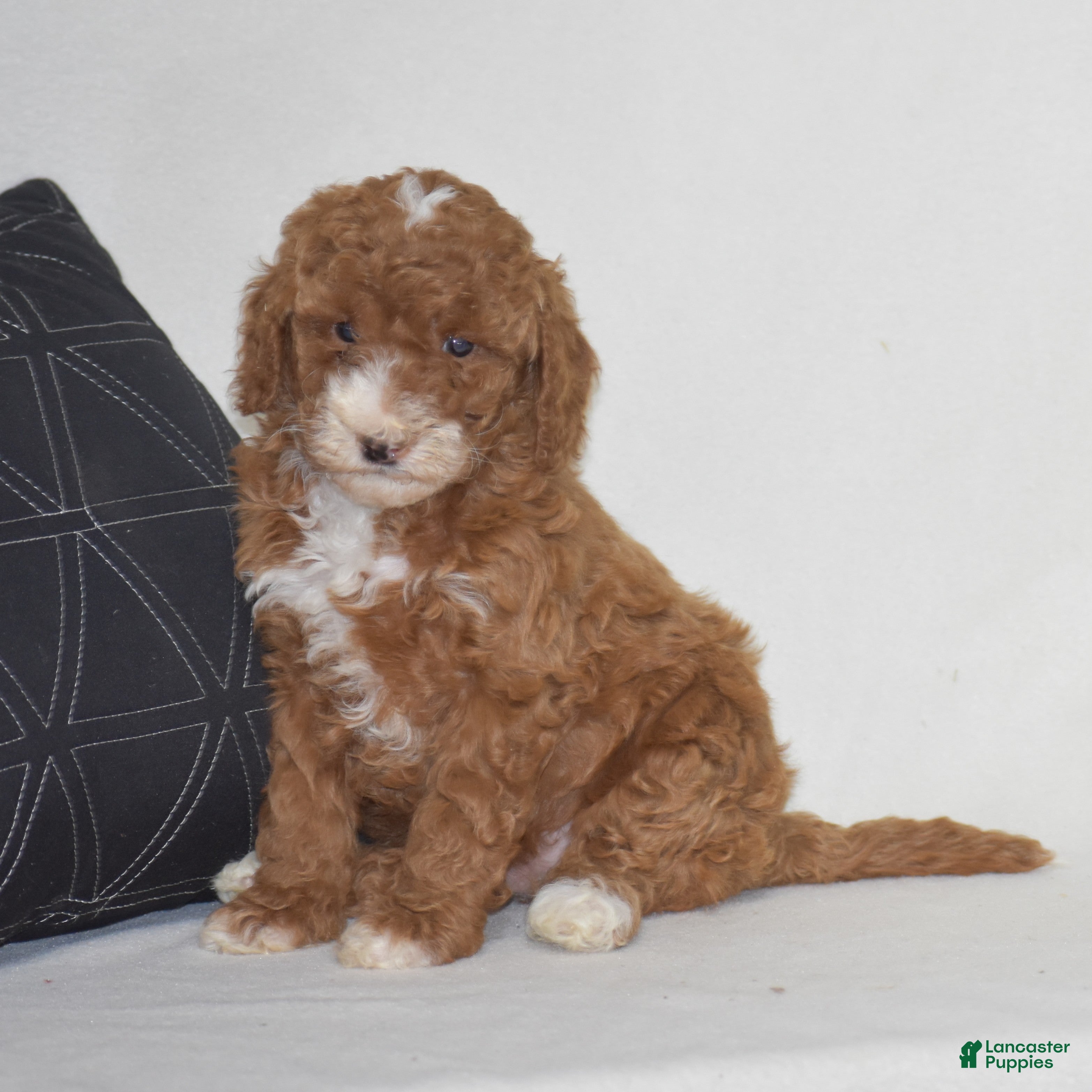 Miniature Poodle dogs Erika - Ad 1