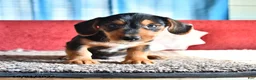 Mixed Breed dogs for sale: Nicky - Ad 1