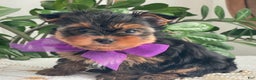 Yorkshire Terrier dogs for sale: Pearl - Ad 7