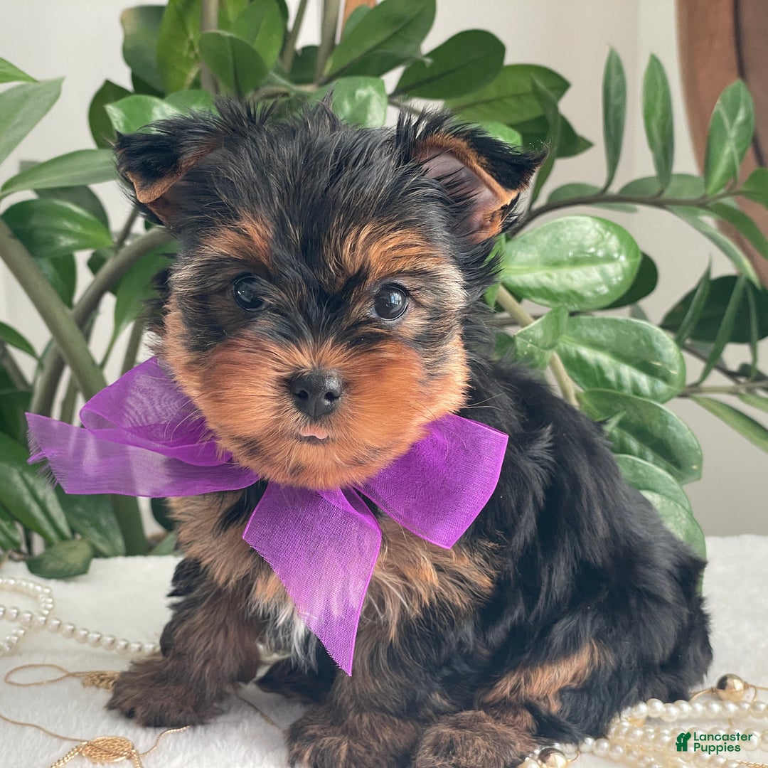 Yorkshire Terrier dogs for sale: Pearl - Ad 7