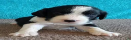 English Springer Spaniel dogs for sale: English Springer Spaniel Puppy 4 - Ad 1