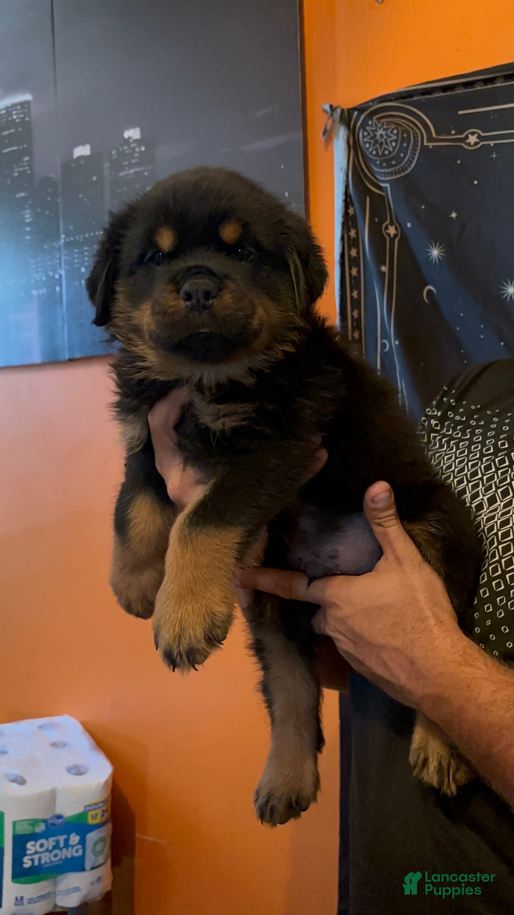 Rottweiler dogs for sale: Rottweiler 1 - Ad 1
