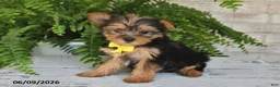 Yorkshire Terrier dogs for sale: Benny - Ad 4