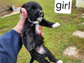 Mixed Breed dogs Puppy 5 - Ad 10