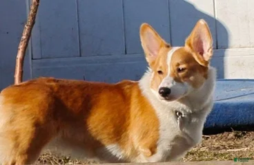 Rosie