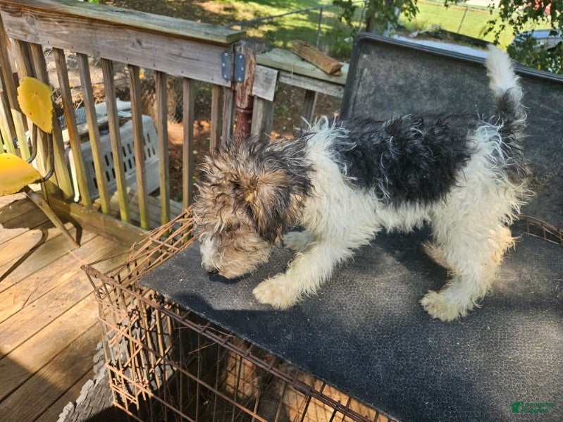 Wire Fox Terrier dogs Wire Fox Terrier Male 1 - Ad 2
