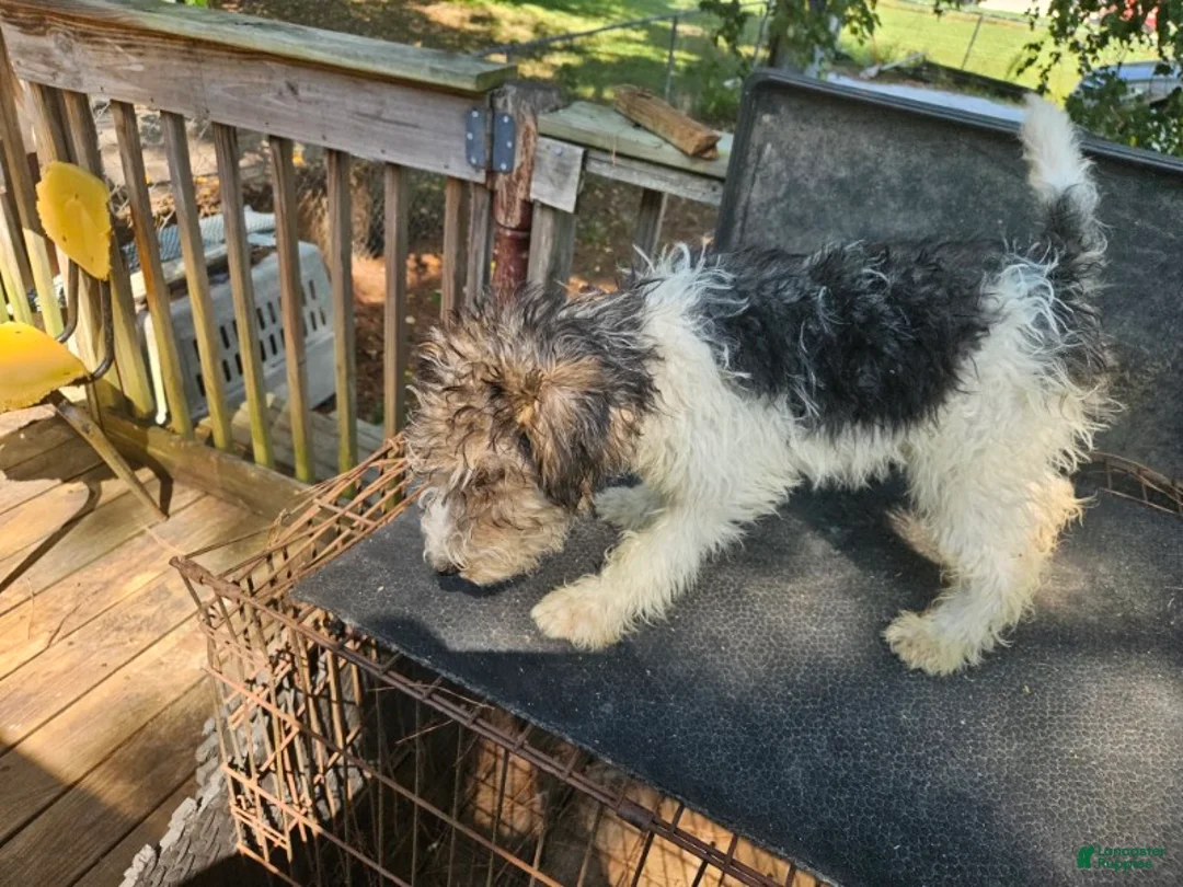Wire Fox Terrier dogs for sale: Wire Fox Terrier Male 1 - Ad 2