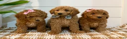 Mini Goldendoodle dogs for sale: Peach Collar 🐾🧡 - Ad 7