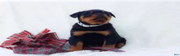 Rottweiler dogs for sale: Tori - Ad 2