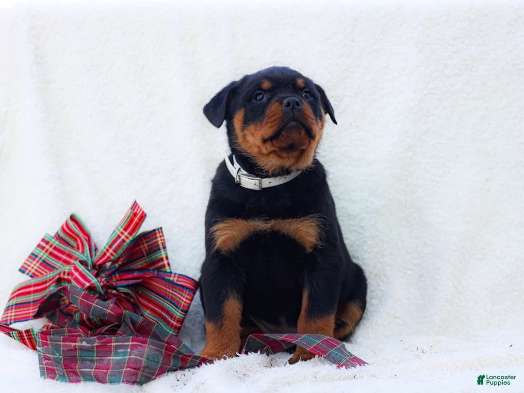Rottweiler dogs for sale: Tori - Ad 2