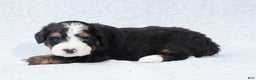 Mini Bernedoodle dogs for sale: Winston - Ad 4