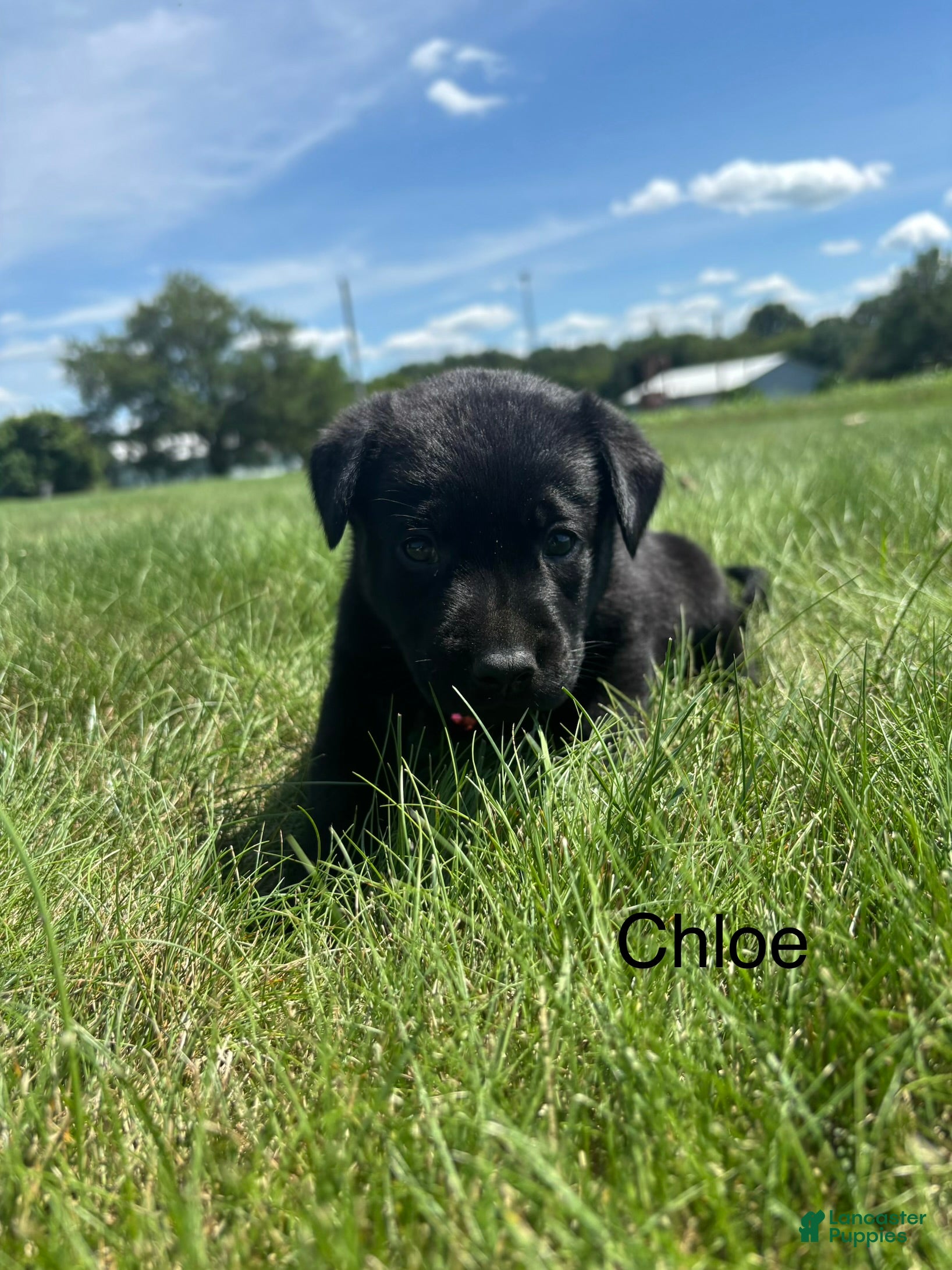 Labrador Retriever dogs Chloe - Ad 2