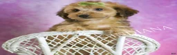 Yorkiepoo dogs for sale: Tigger - Ad 6