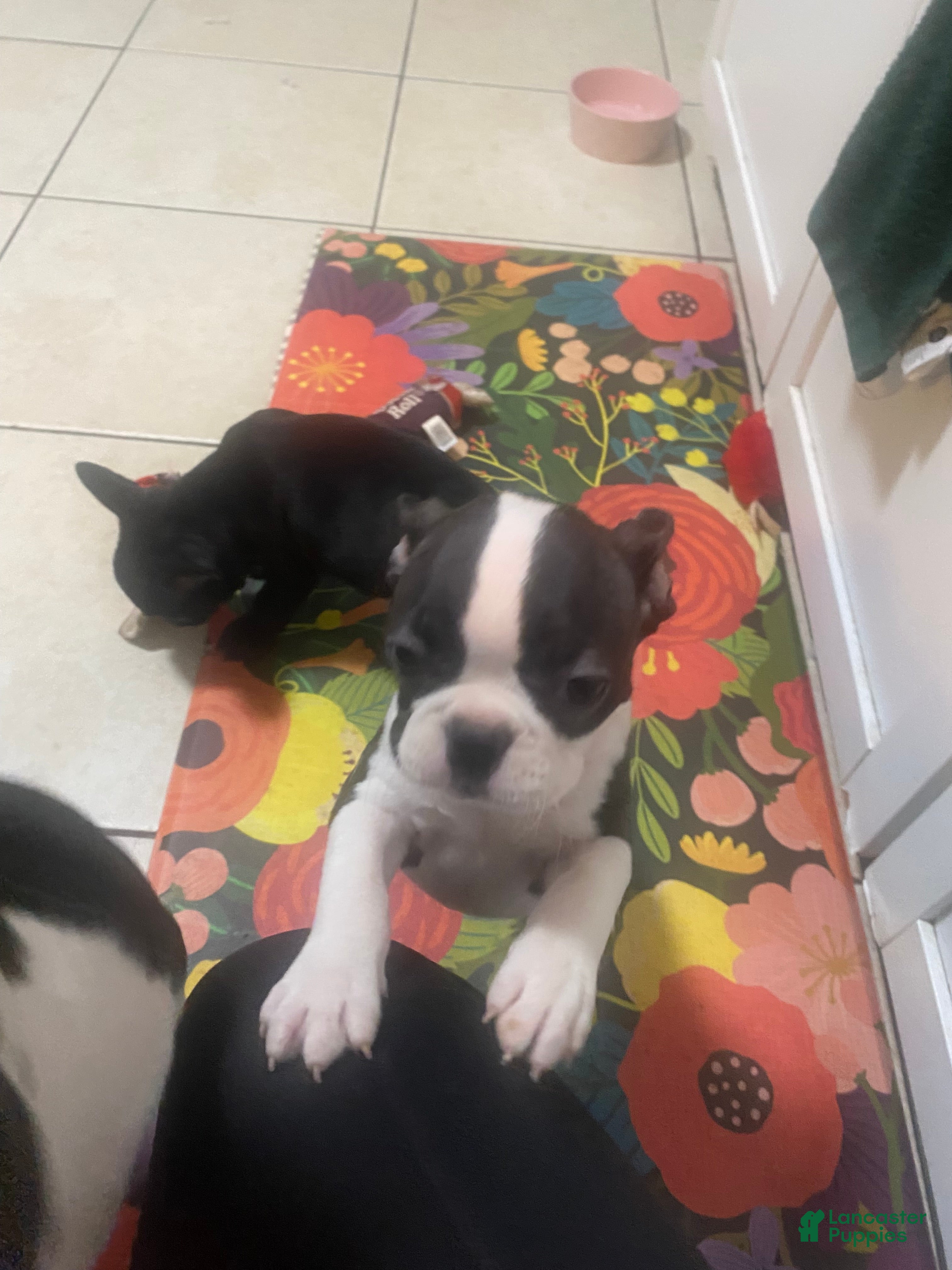 Frenchton dogs for sale: Liona  - Ad 4