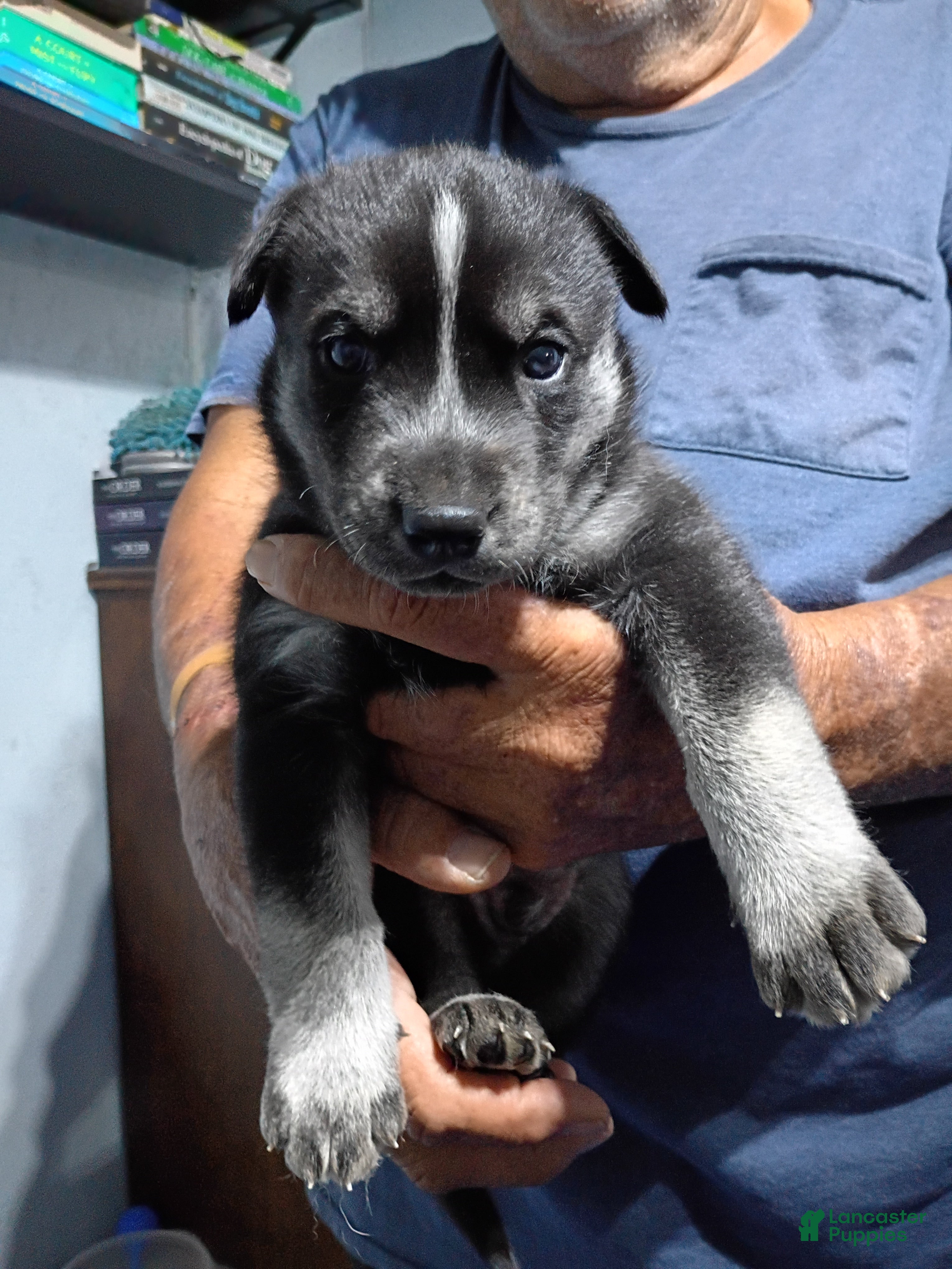 Siberian Husky dogs Dark Green Collar 3rd Born - Temp Name is Jade/Jay - Ad 23