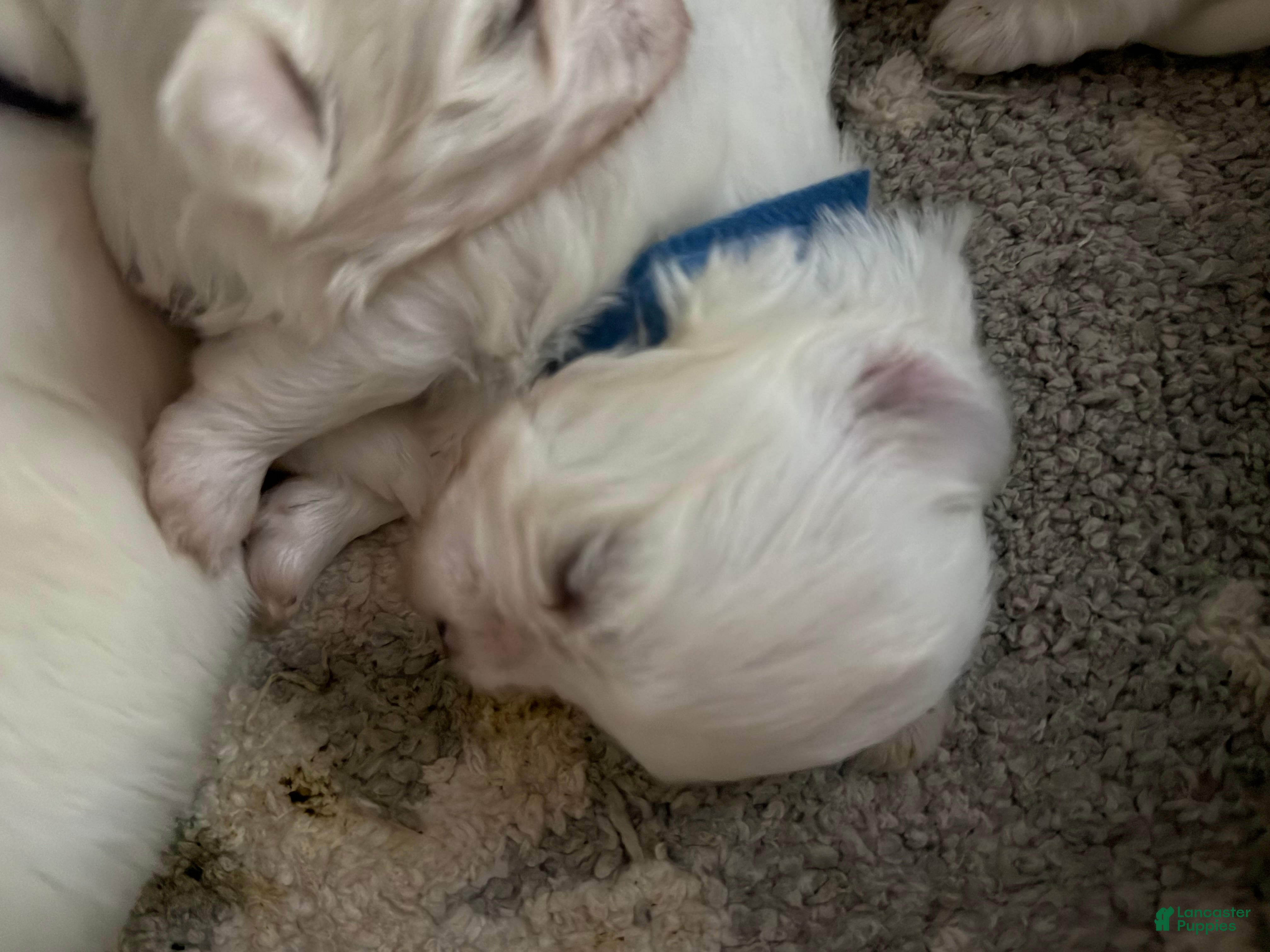 Morkie dogs Morkie 1 - Ad 8