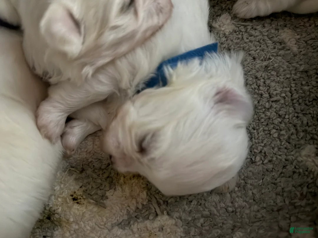 Morkie dogs for sale: Morkie 1 - Ad 1