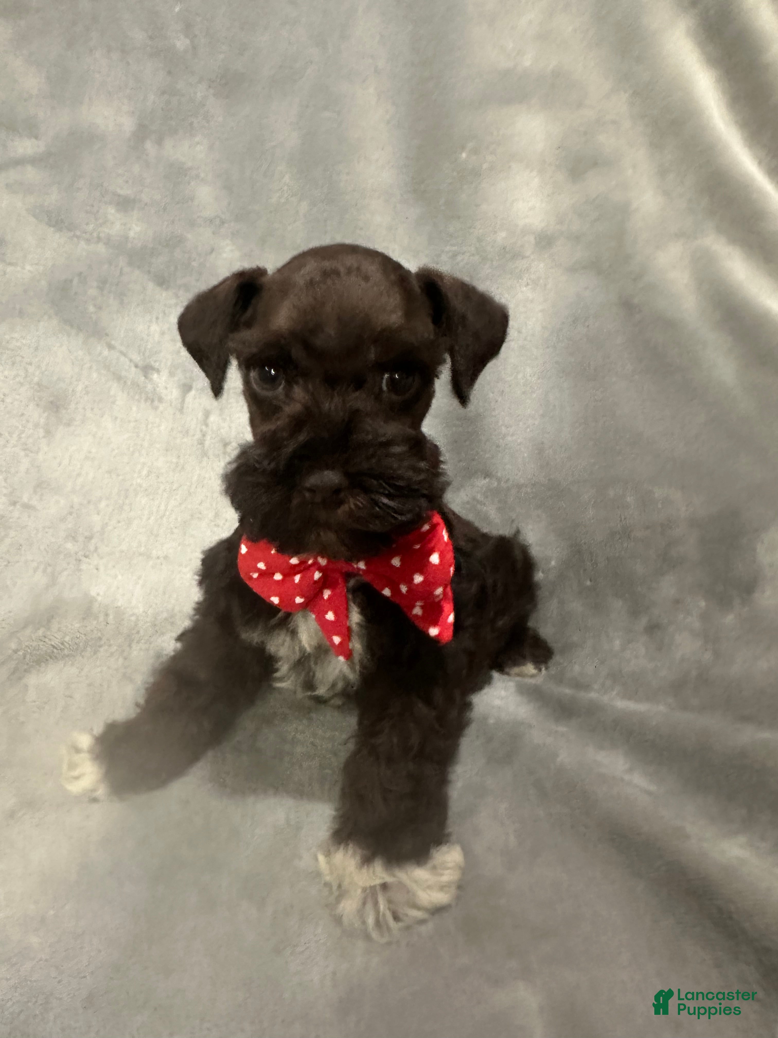 Miniature Schnauzer dogs Coco  - Ad 1