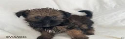 Shorkie dogs for sale: Tim - Ad 1