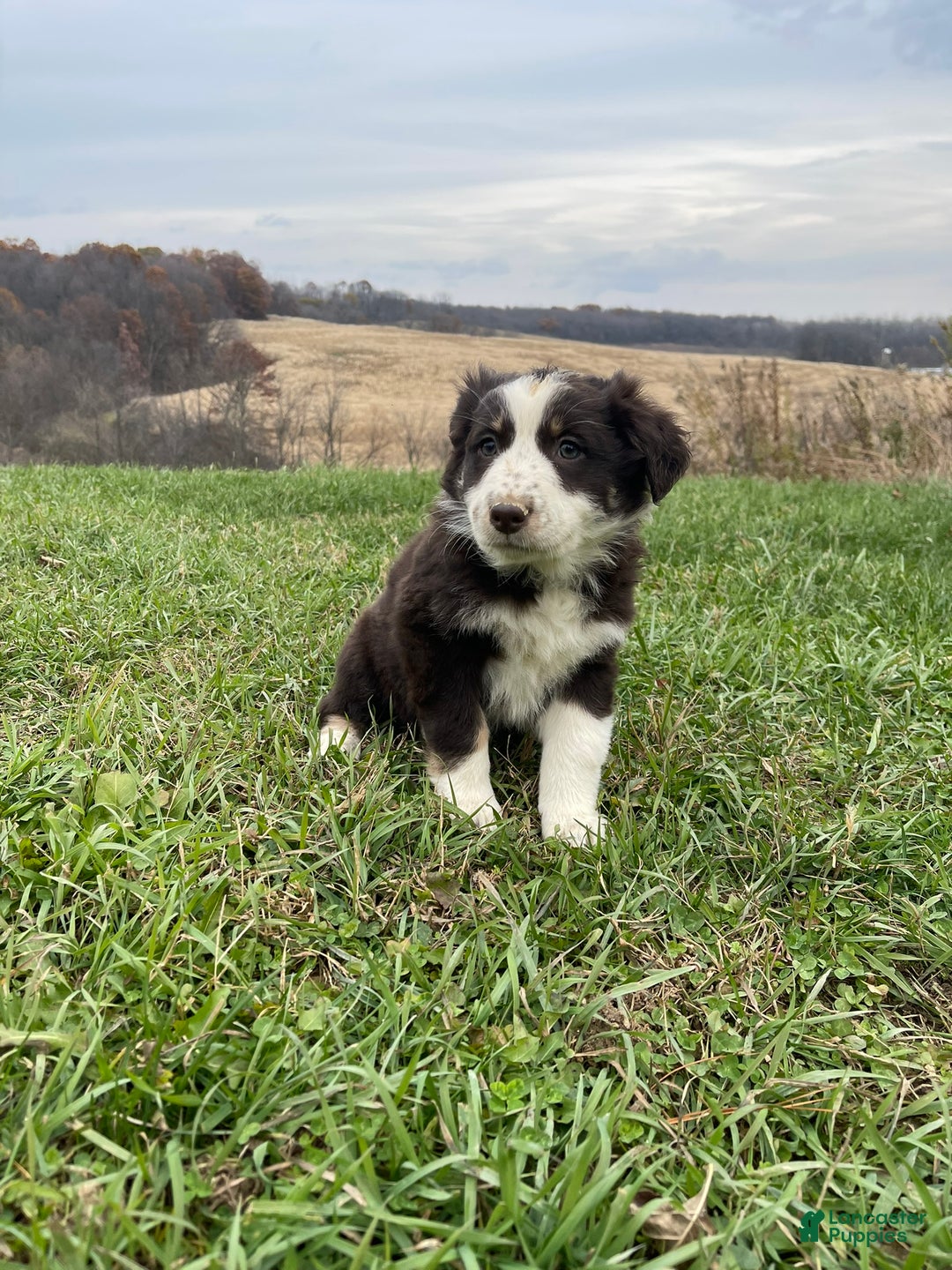 Australian Shepherd dogs for sale: Julia - Ad 1