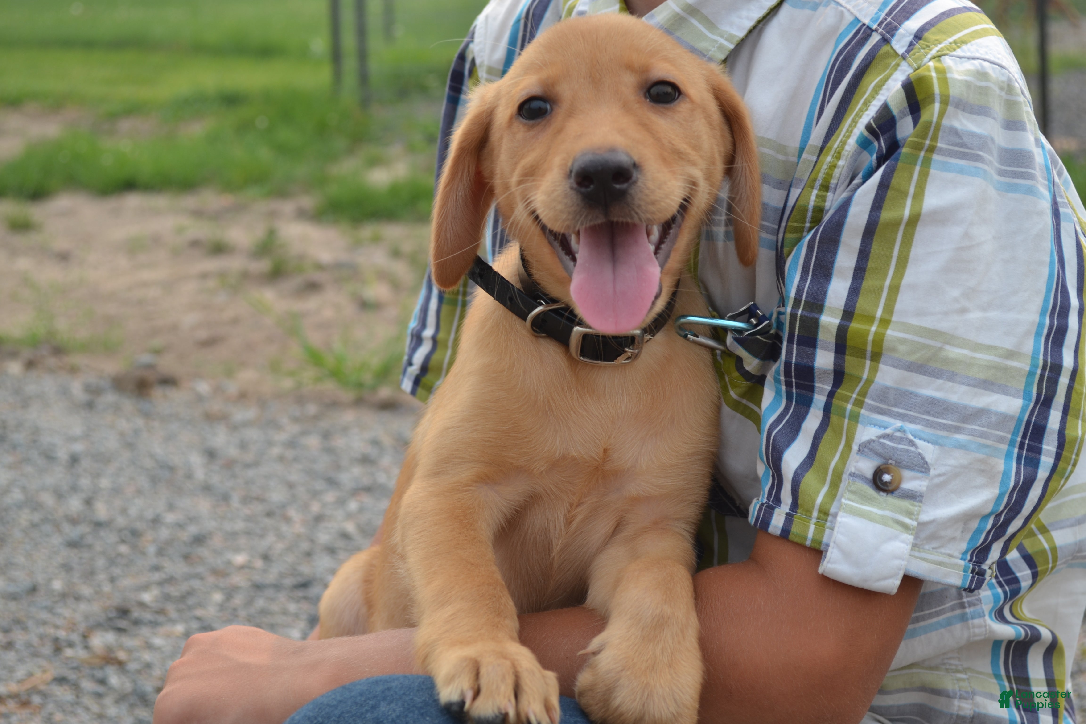 Labrador Retriever dogs Donna - Ad 19