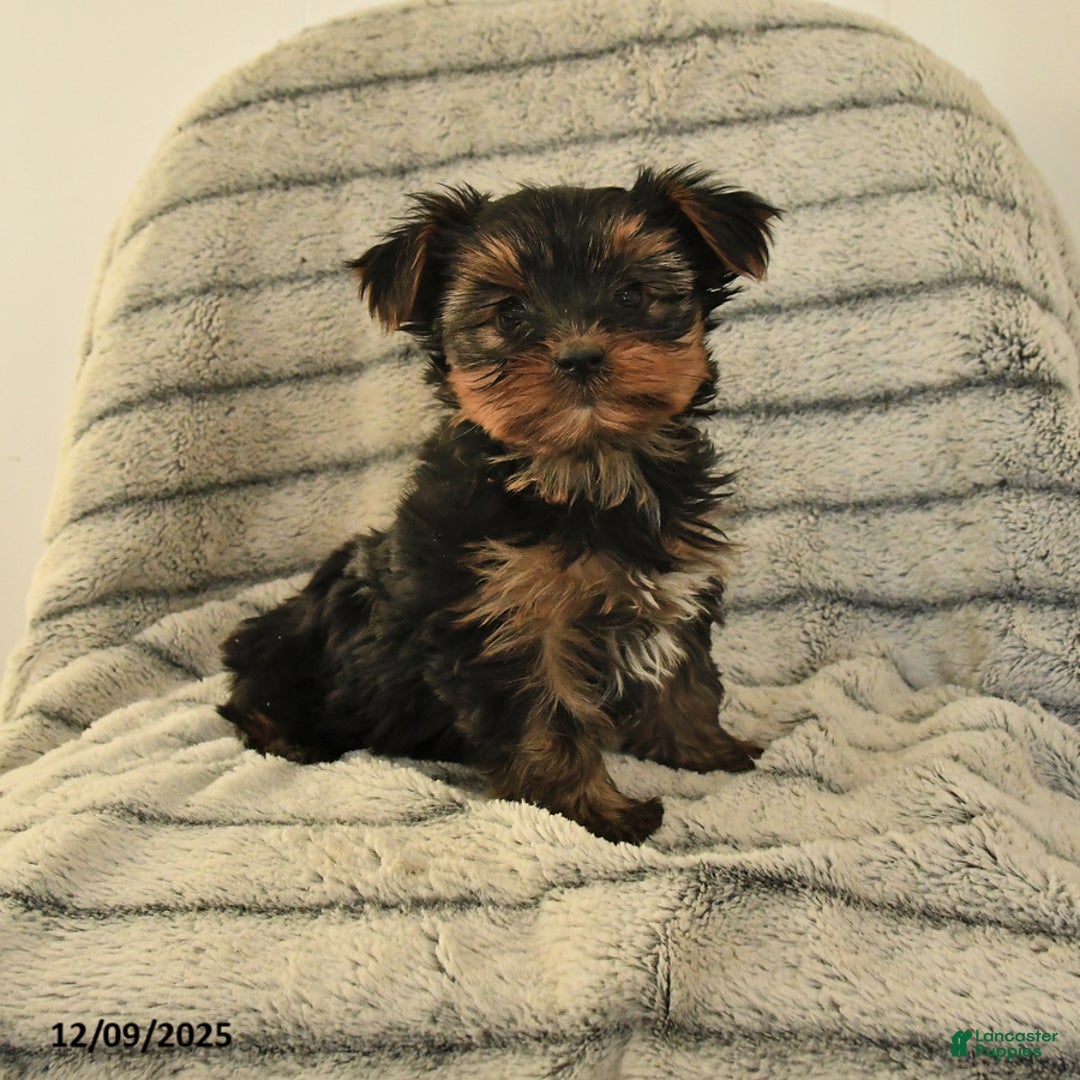 Yorkshire Terrier dogs for sale: Trixie - Ad 1