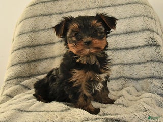 Yorkshire Terrier dogs Trixie - Ad 15