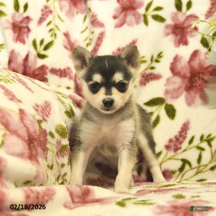 Pomsky dogs Blue  - Ad 2