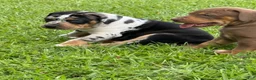 Catahoula Leopard Dog dogs for sale: Blue Male #1 - Ad 6